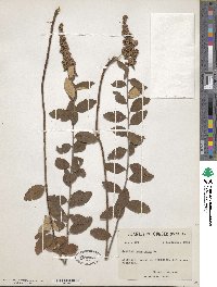 Spiraea tomentosa image