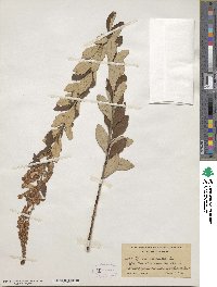 Spiraea tomentosa image