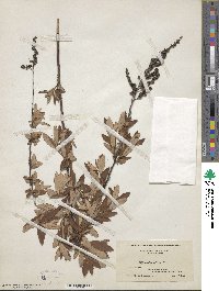 Spiraea tomentosa image