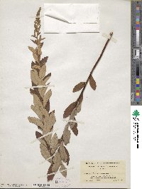 Spiraea tomentosa image