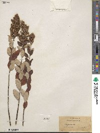 Spiraea tomentosa image