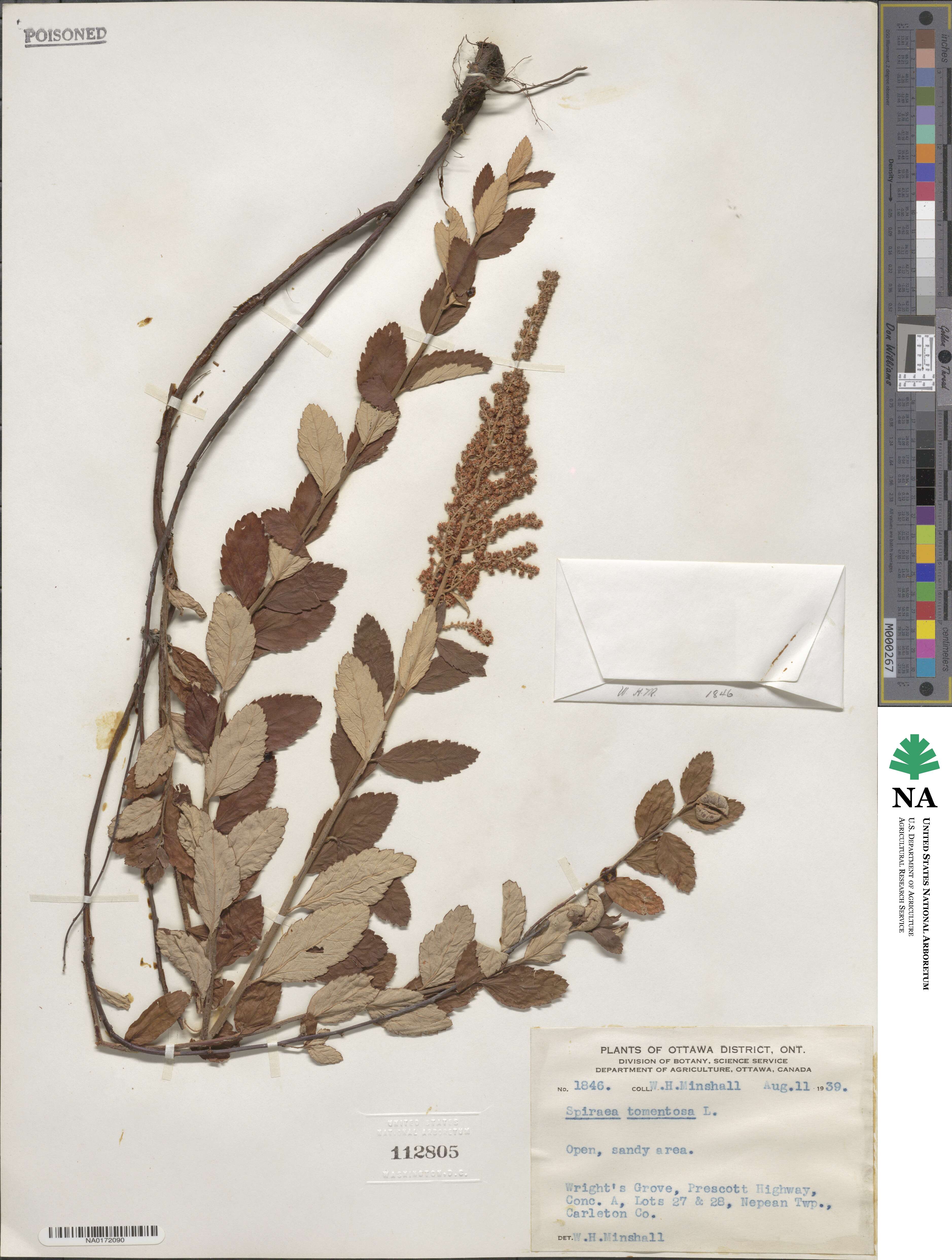 Spiraea tomentosa image