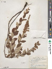 Spiraea tomentosa image