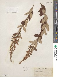 Spiraea tomentosa image