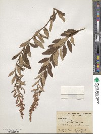 Spiraea tomentosa image