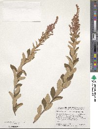 Spiraea tomentosa image