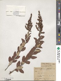 Spiraea tomentosa image