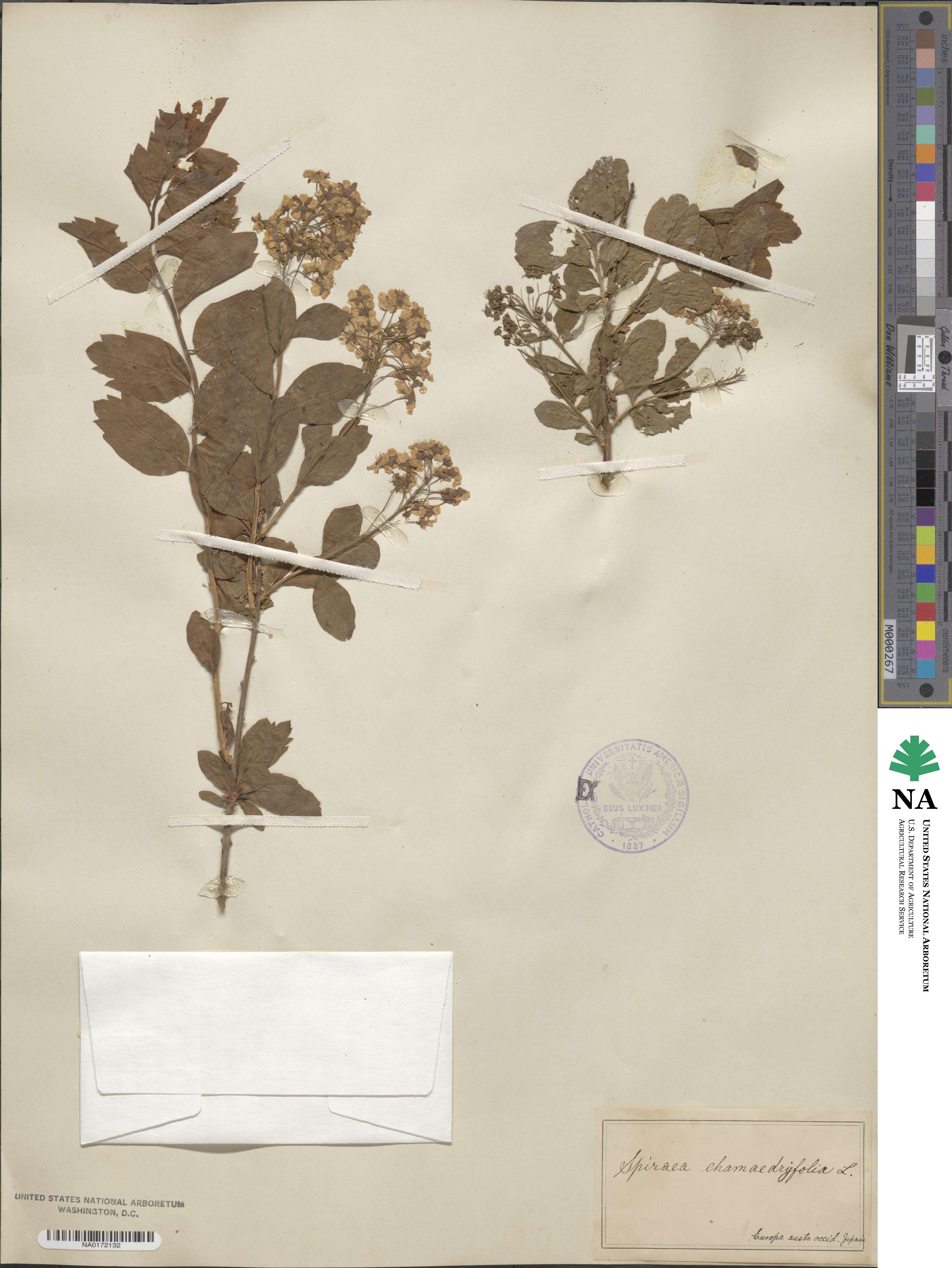 Spiraea chamaedryfolia image