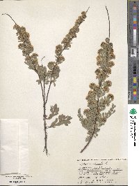 Spiraea crenata image