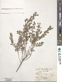 Spiraea crenata image