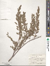 Spiraea crenata image