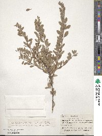 Spiraea crenata image