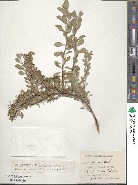 Spiraea crenata image