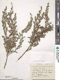 Spiraea crenata image