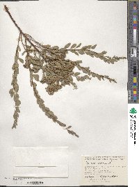 Spiraea crenata image