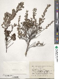 Spiraea crenata image