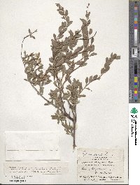 Spiraea crenata image