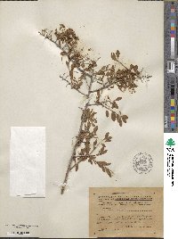 Spiraea crenata image