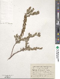 Spiraea crenata subsp. crenata image