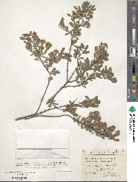 Spiraea crenata subsp. crenata image