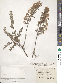 Spiraea crenata image