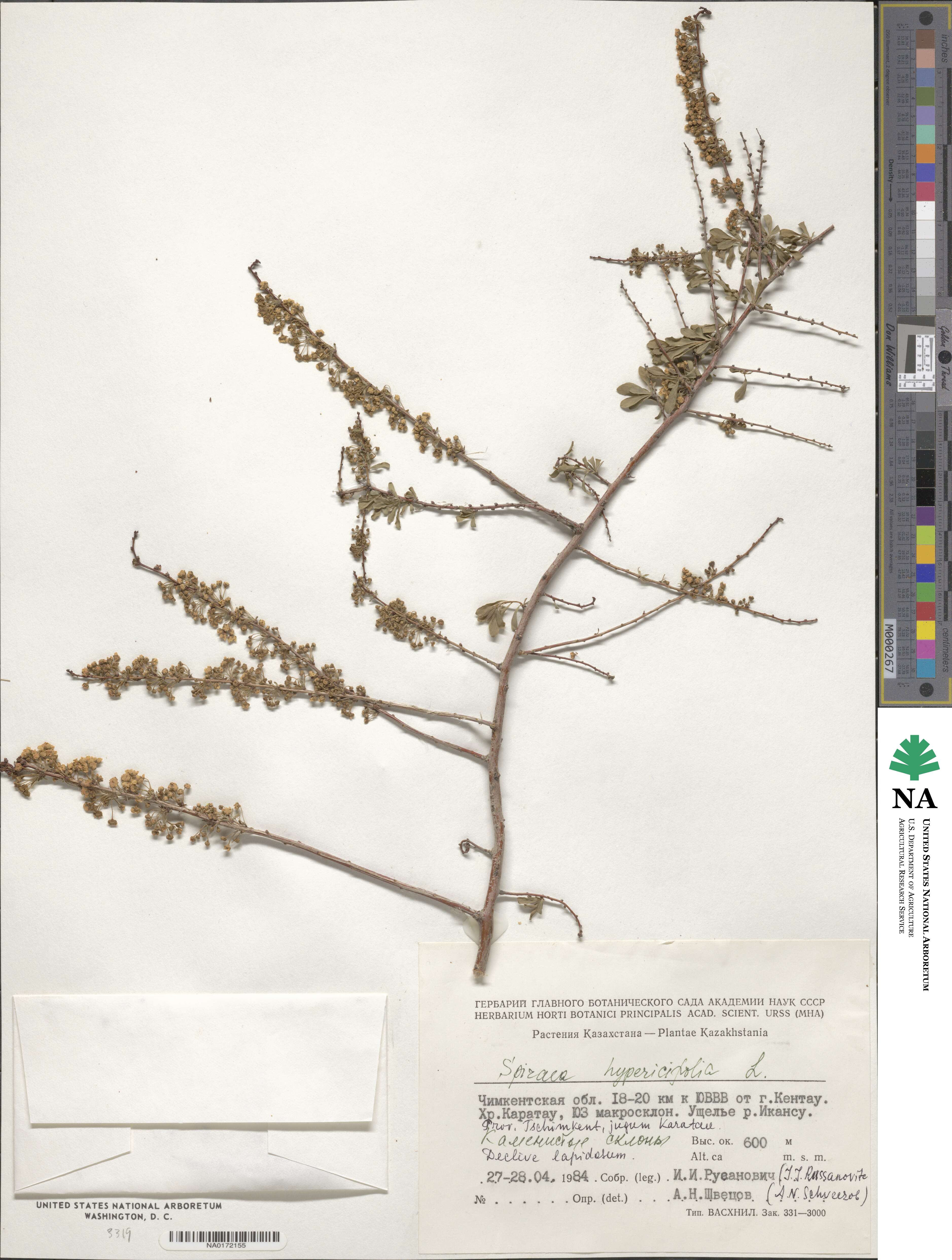 Spiraea crenata image