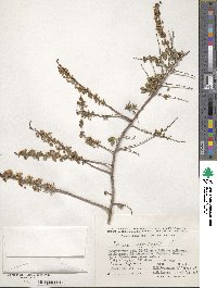 Spiraea crenata image