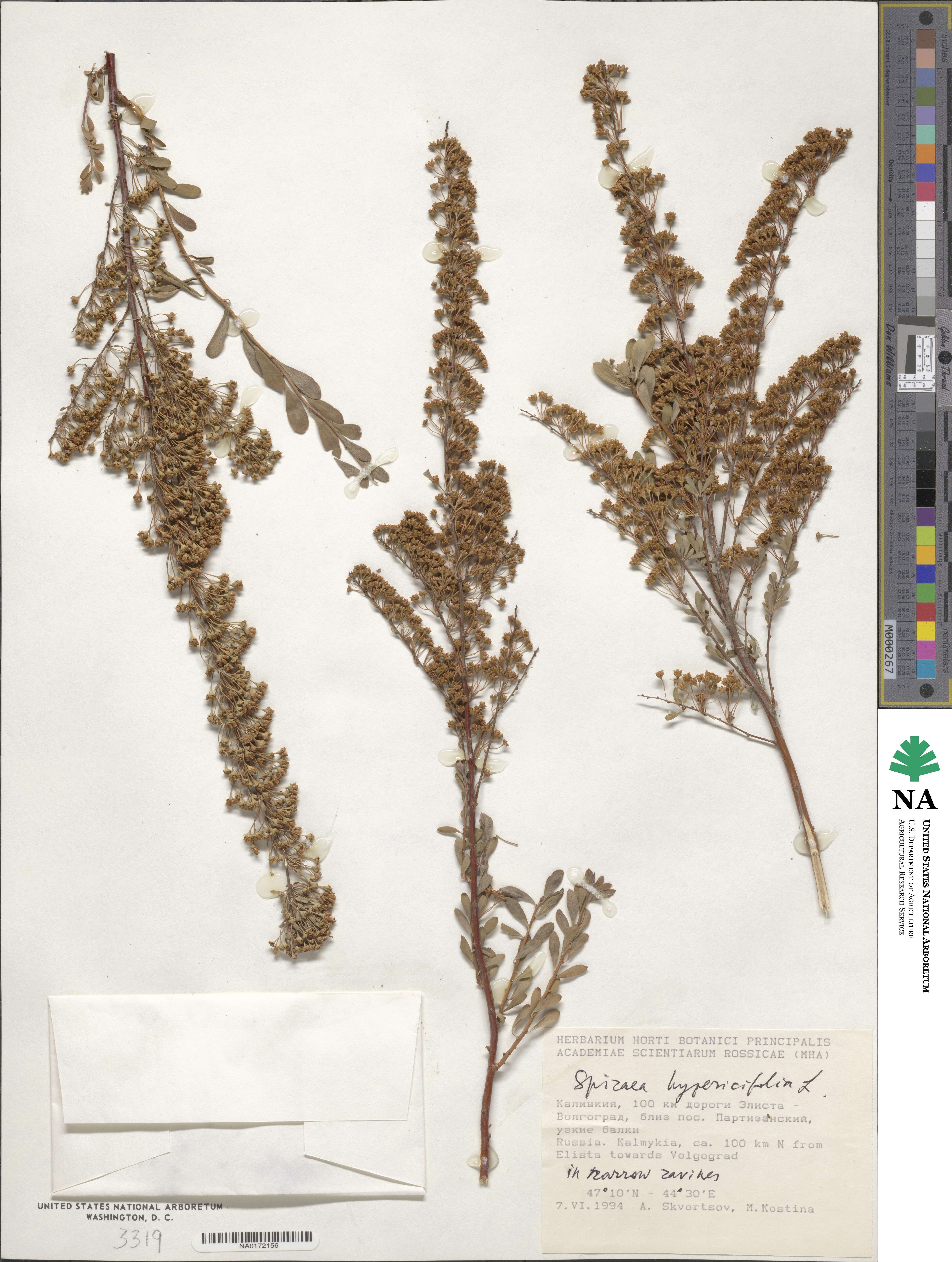 Spiraea crenata subsp. crenata image