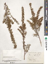 Spiraea crenata subsp. crenata image