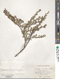 Spiraea crenata image