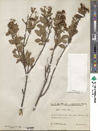 Spiraea media image