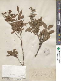 Spiraea media image