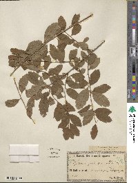 Spiraea media image