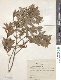 Spiraea salicifolia image