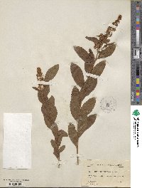 Spiraea salicifolia image