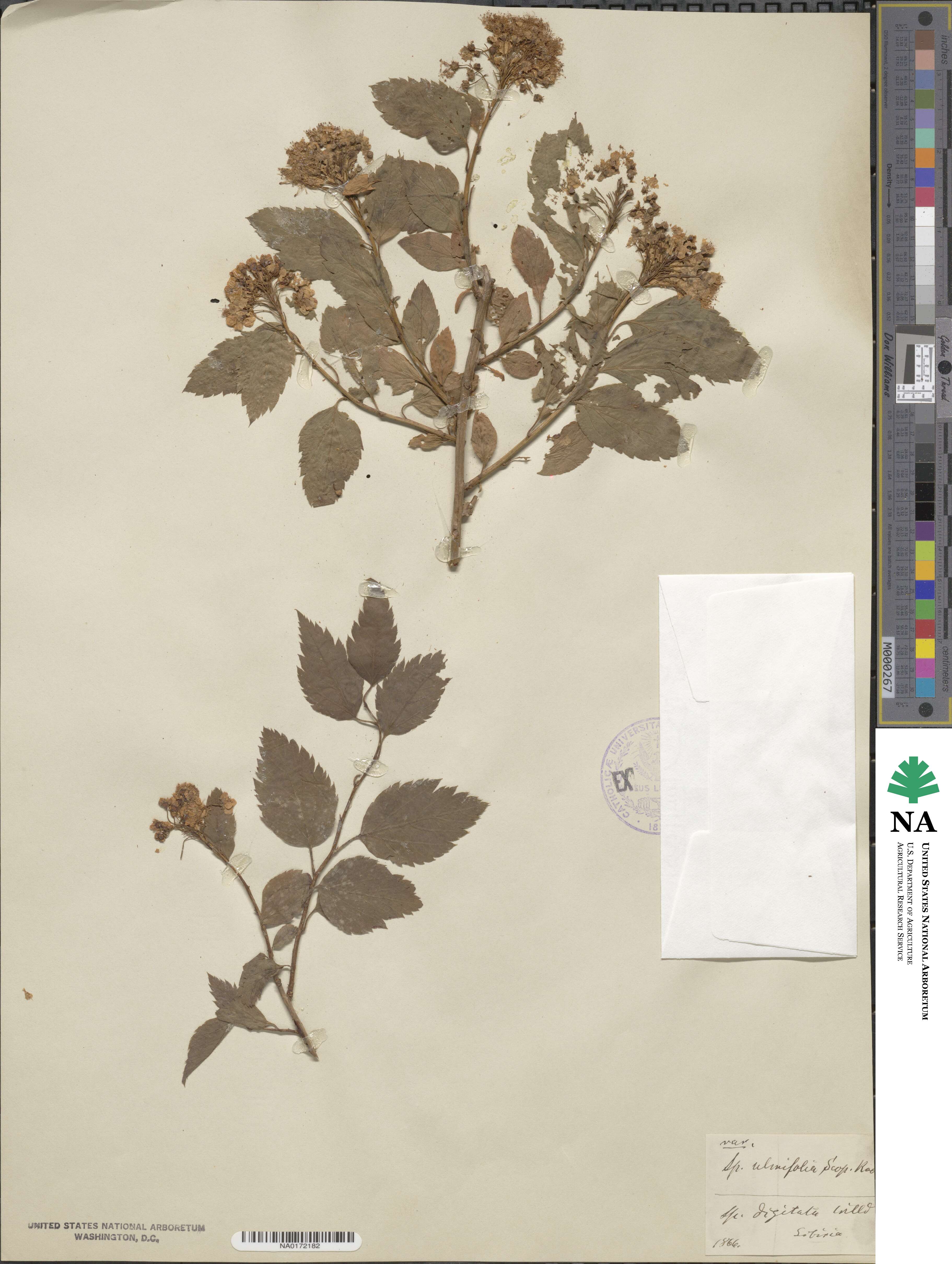 Spiraea chamaedryfolia image