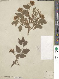 Spiraea chamaedryfolia image