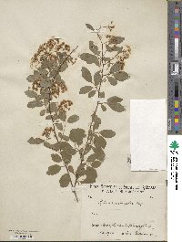 Spiraea chamaedryfolia image