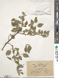 Spiraea chamaedryfolia image