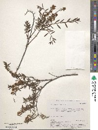 Spiraea alpina image