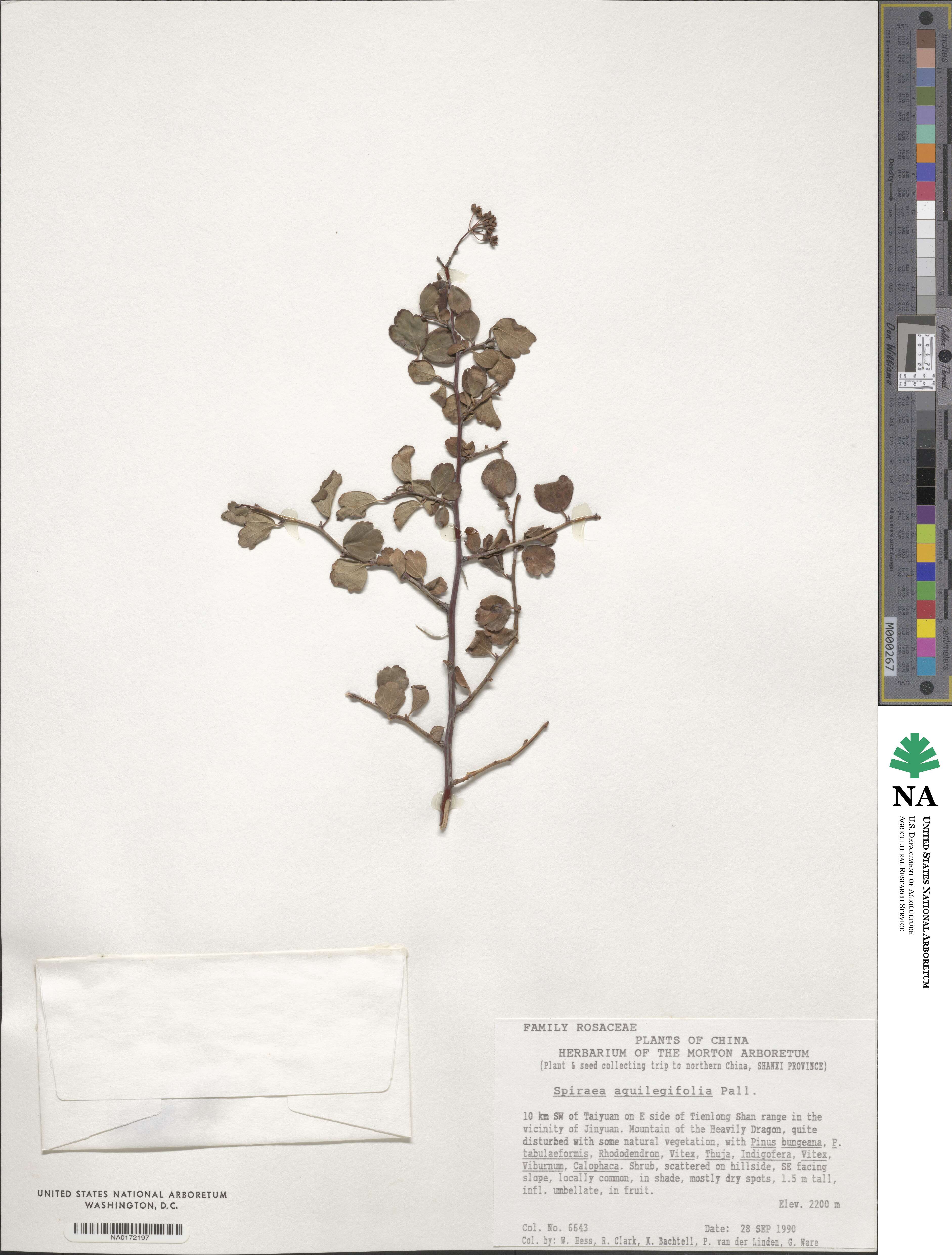 Spiraea aquilegifolia image