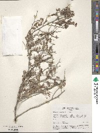 Image of Spiraea baldschuanica