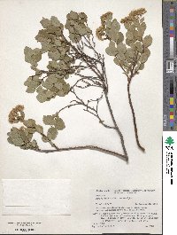 Spiraea betulifolia image