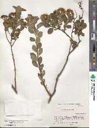 Spiraea betulifolia image