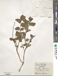 Spiraea betulifolia image