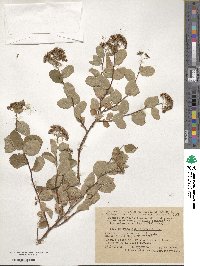 Spiraea betulifolia image