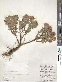 Spiraea betulifolia image