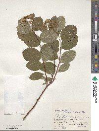 Spiraea betulifolia image