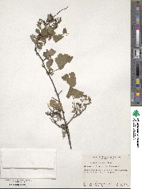 Spiraea blumei image