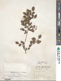 Spiraea blumei image